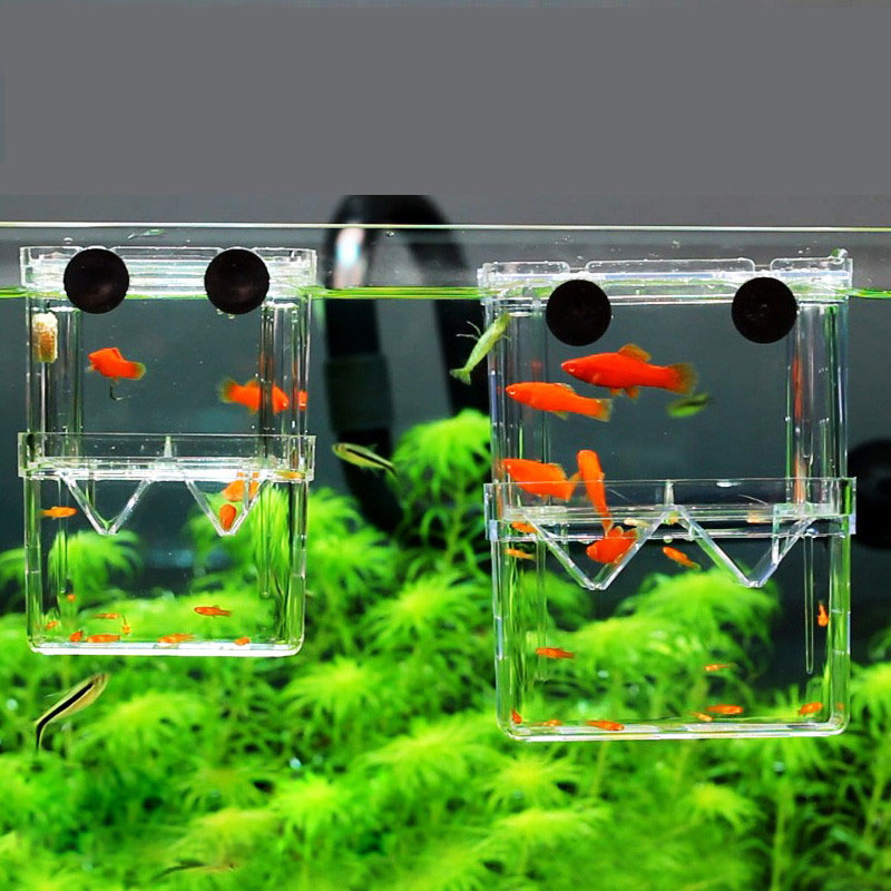 Betta Fish Tank - Caja de aislamiento para cría de